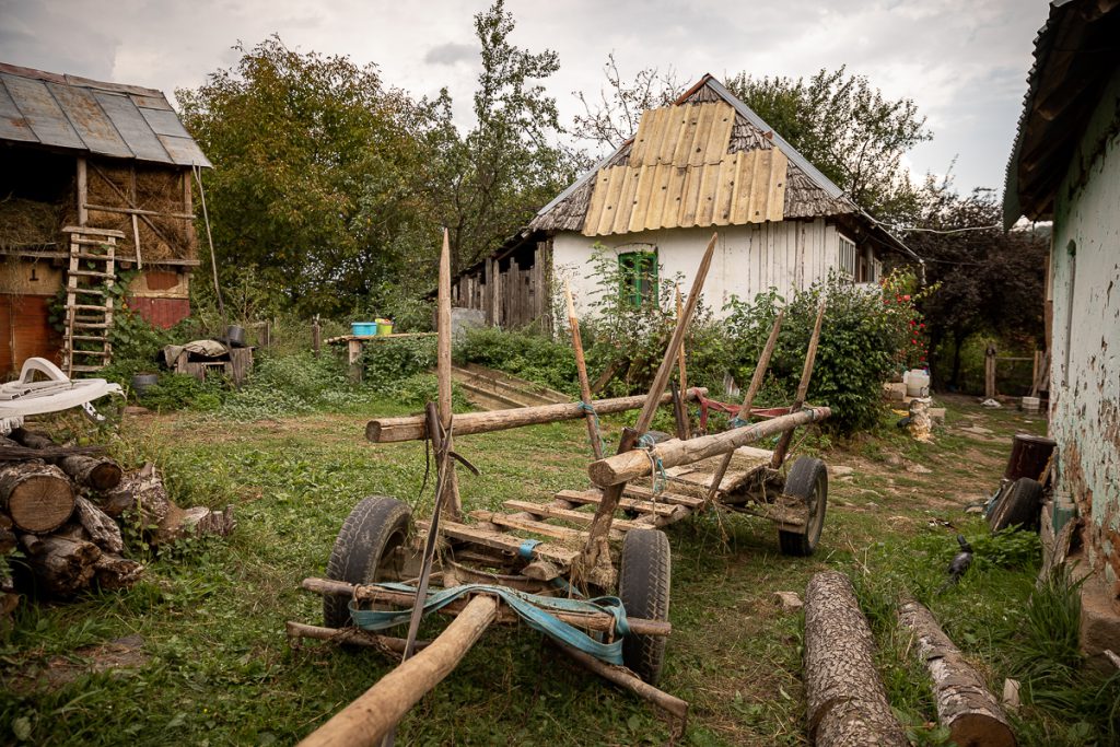 VIDEO | Stelu, calul bătut din Vâlcea, trage în continuare la jug pentru stăpânul lui, Biţă: “Căzuse. I-am dat cu biciul să se ridice!”