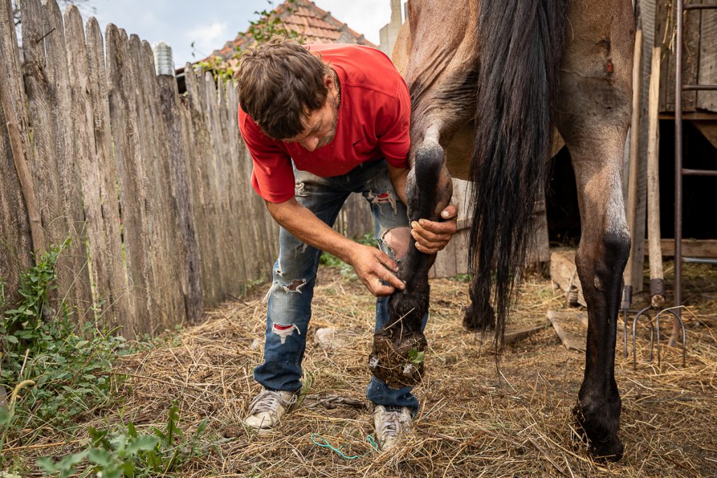 VIDEO | Stelu, calul bătut din Vâlcea, trage în continuare la jug pentru stăpânul lui, Biţă: “Căzuse. I-am dat cu biciul să se ridice!”