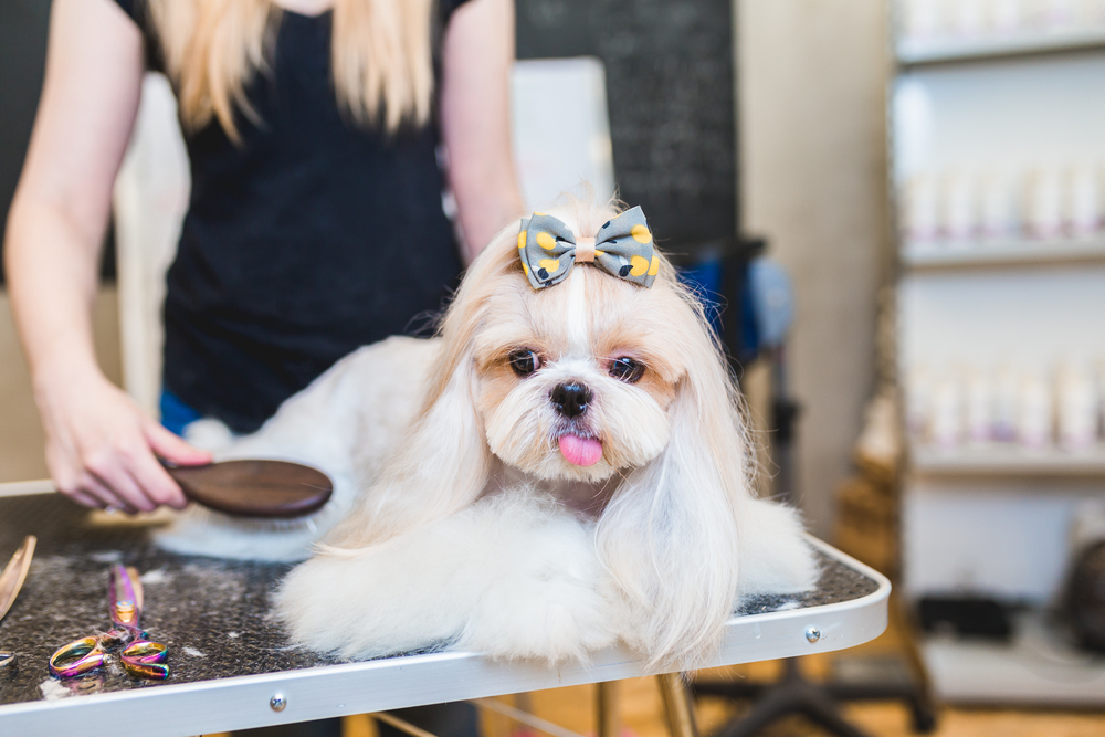 Cât de des se tunde un Shih Tzu