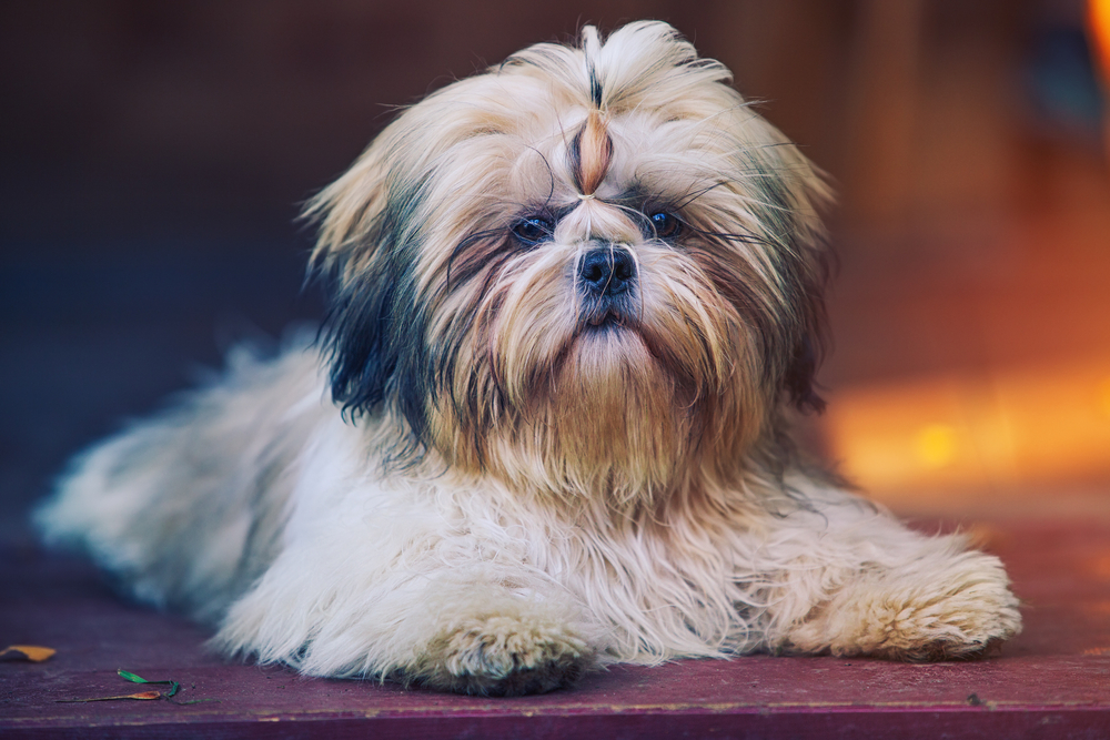 Cum arată câinii Shih Tzu