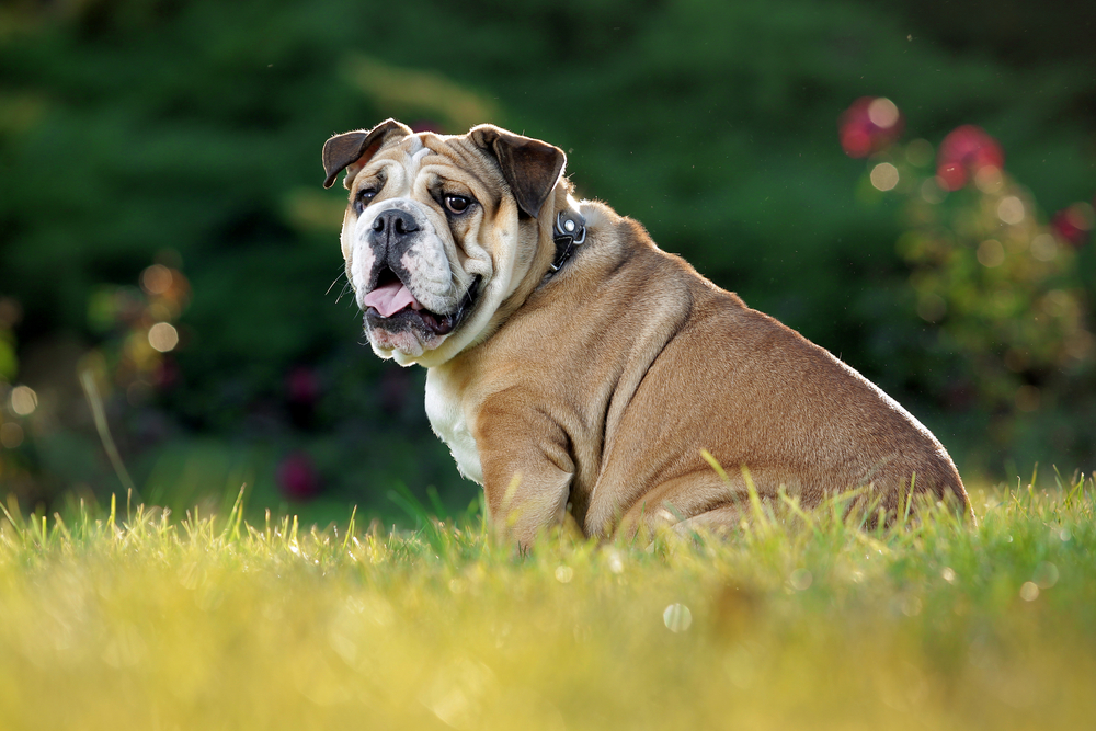 Cum arată un Bulldog englez