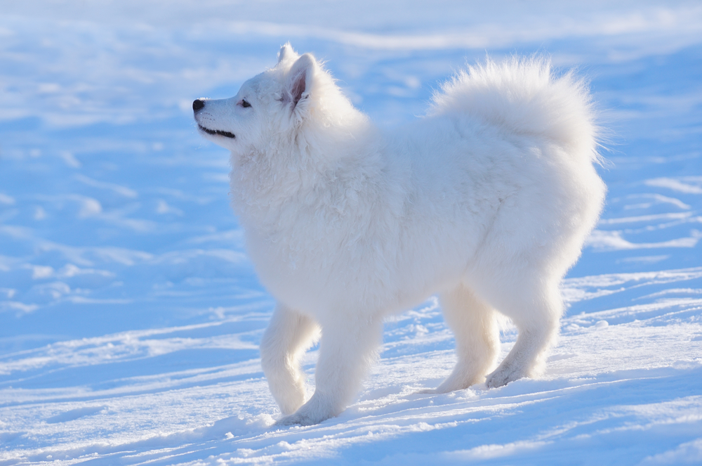 Cum arată un Samoyed - descriere fizică