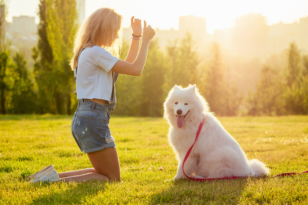 Cum se dresează un câine Samoyed