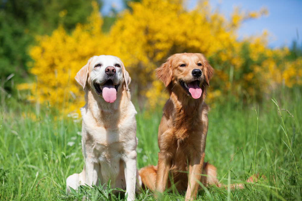 Golden Retriever - Diferente Dintre Rasa GolDen Retriever Si LabraDor