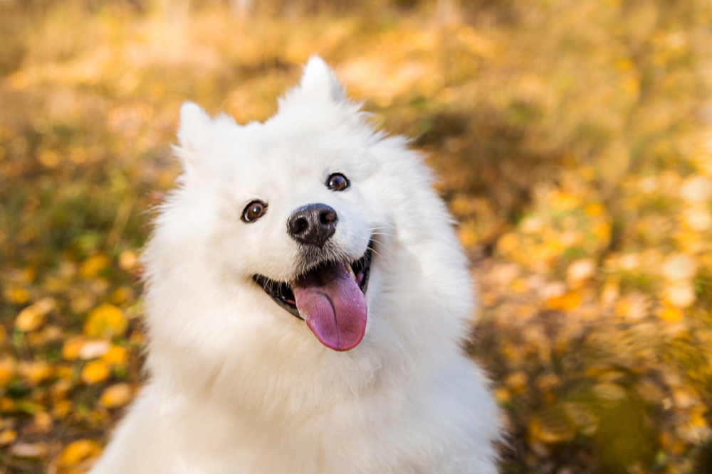 Patruped recunoscut după zâmbet - Samoyed