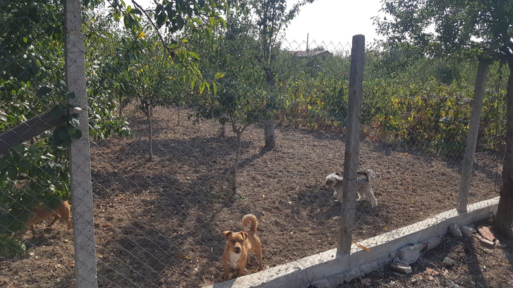 VIDEO | După ce DIICOT a confiscat canabisul din vie, sătenii din Stolnici, Argeş, şi-au amintit: “Acum câţiva ani, poliţiştii au scos cânepa din cimitir”