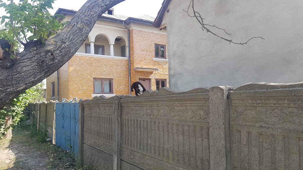 VIDEO | După ce DIICOT a confiscat canabisul din vie, sătenii din Stolnici, Argeş, şi-au amintit: “Acum câţiva ani, poliţiştii au scos cânepa din cimitir”
