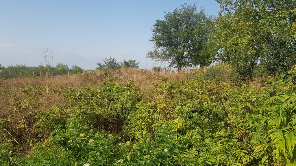 VIDEO | După ce DIICOT a confiscat canabisul din vie, sătenii din Stolnici, Argeş, şi-au amintit: “Acum câţiva ani, poliţiştii au scos cânepa din cimitir”