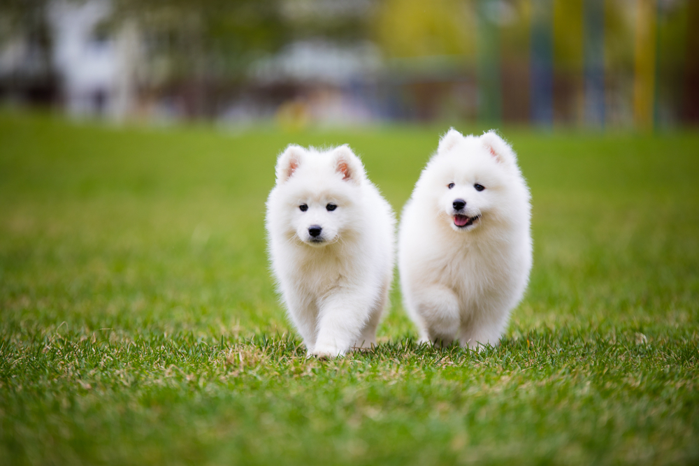 Pui de câine Samoyed