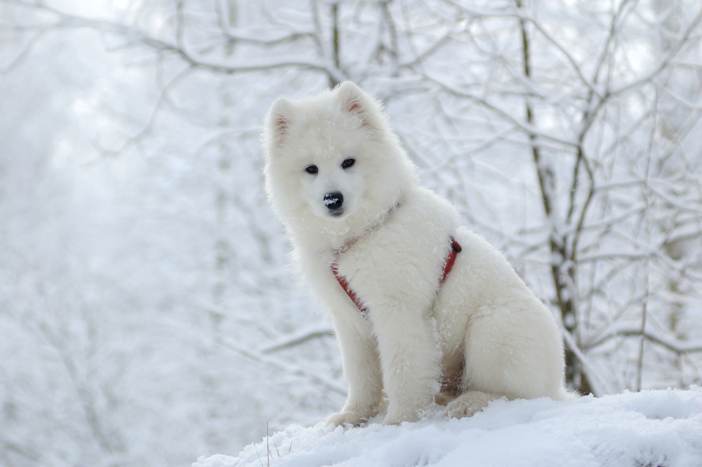 Rasa de câine care iubește zăpada - Samoyed