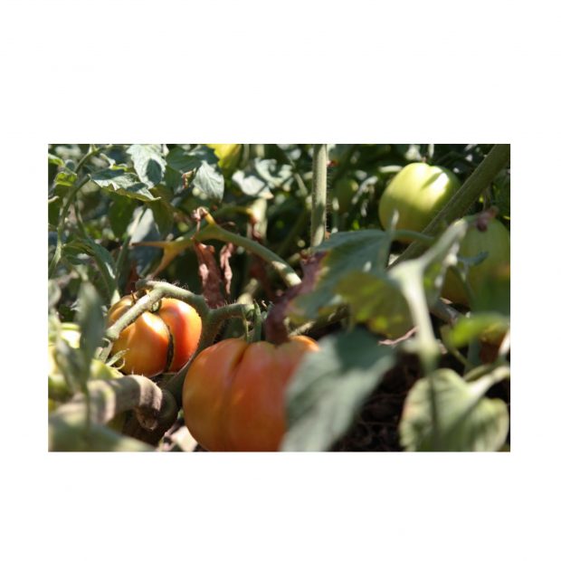 (Publicitate) De ce au plantele tale nevoie de o plasă de umbrire? Află răspunsul de la specialiști