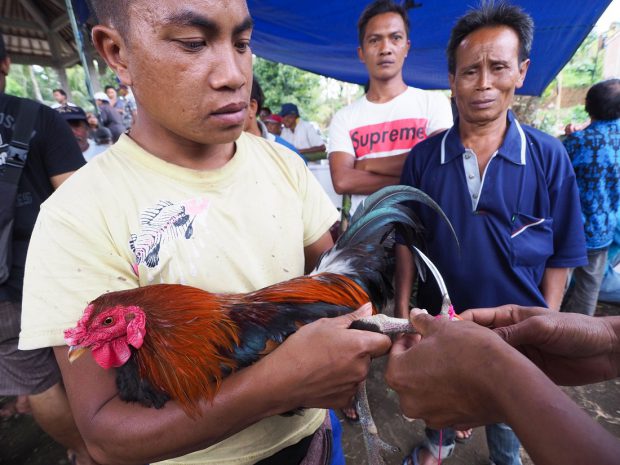Un polițist a fost ucis de un cocoș în timp ce încerca să oprească organizarea unor lupte ilegale, în Filipine