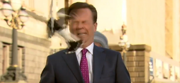VIDEO  | Un reporter din Australia, lovit în faţă de o coţofană înainte de a intra în direct