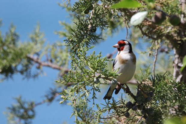 Pierderi imense de păsări în Europa. 80% dintre habitatele naturale ale Uniunii se degradează neîncetat