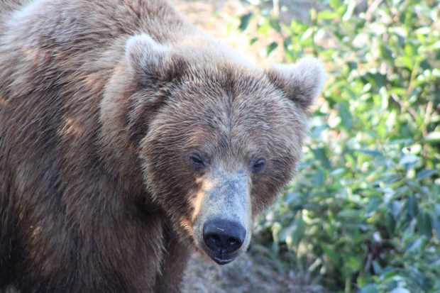 Un angajat al unei grădini zoologice din China a fost atacat și ucis de urși în fața vizitatorilor