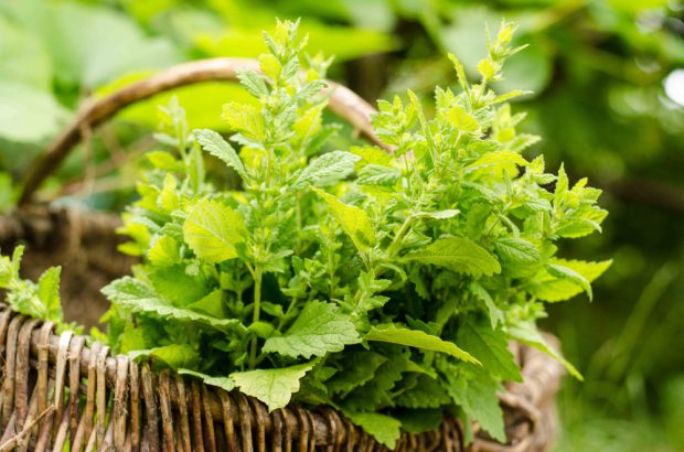 Roiniță – cum se utilizează cea mai cunoscută plantă medicinală recomandată pentru insomnii