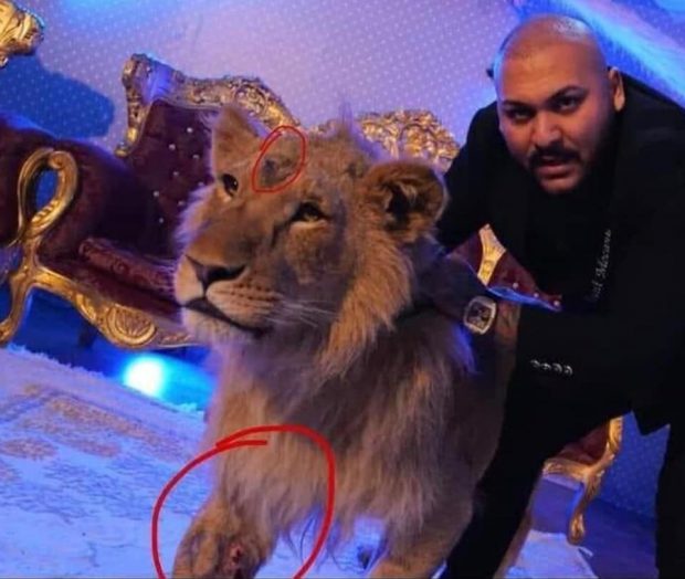 Plângere penală pe numele manelistului Dani Mocanu, după ce a filmat un videoclip alături de un leu rănit. Lăutarul, audiat de polițiști