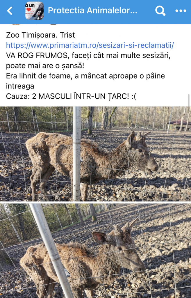 Imagini revoltătoare cu un cerb piele și os, la Zoo Timișoara. „Era lihnit, a mâncat o pâine”. Îngrijitorii susțin că e bolnav și refuză mâncarea