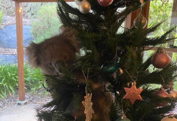 VIDEO | Doar în Australia ți se poate întâmpla. O familie a găsit un koala cuibărit în bradul lor de Crăciun