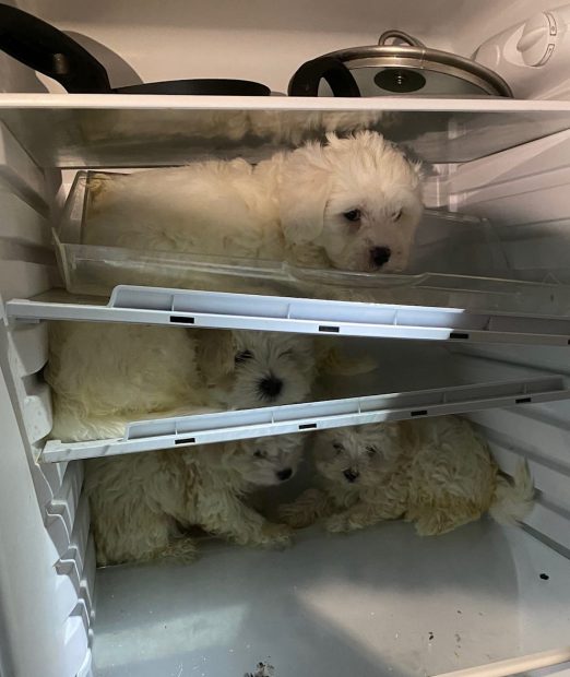 Poliția germană a salvat mai mulți pui de bichon maltez, ascunși într-un frigider de un traficant de câini