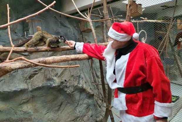 Moș Crăciun a hrănit animalele de la Zoo Oradea, însoțit de un simpatic ponei. ”Crăciunul animalelor e o tradiție”