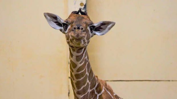 VIDEO | Un pui de girafă a fost botezat Margaret, în onoarea primei persoane vaccinate împotriva COVID-19 din Marea Britanie