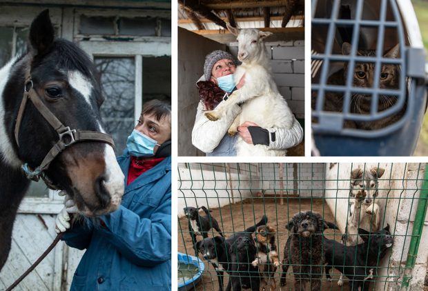 REPORTAJ. În loc de reni, Moș Crăciun a venit anul acesta cu o caravană salvatoare pentru iepe, măgărițe, câini și pisici
