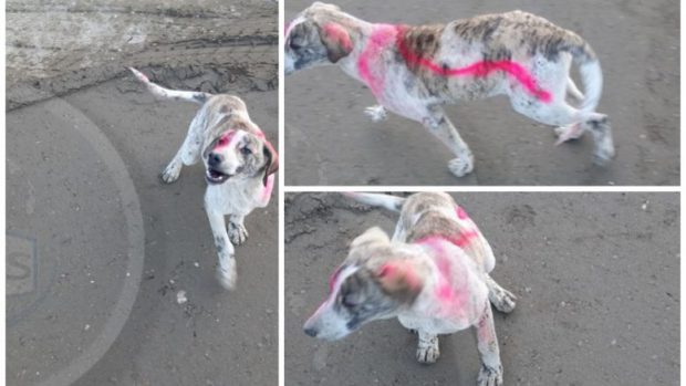 Un câine a fost vopsit cu spray de muncitorii de pe un șantier din Satu Mare. Imaginile au ajuns la asociațiile care se ocupă cu protecția animalelor