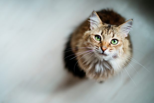 Cele mai frumoase nume de pisici – ce nume haioase și deosebite poate avea felina ta