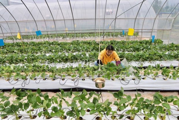 Tehnologia a bătut oamenii și în agricultură. „Fermierii cibernetici” au produs o cantitate de trei ori mai mare de căpșuni decât cei clasici