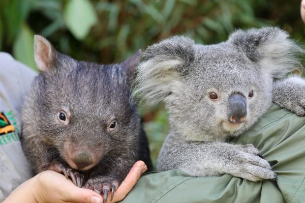 VIDEO | Peste 60.000 de ursuleți koala au fost afectați de incendiile devastatoare din Australia