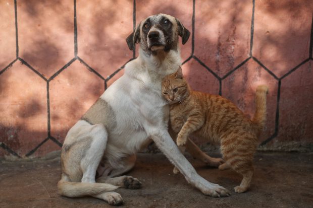 Un om al străzii a salvat toate animalele dintr-un adăpost din Atlanta care luase foc. ”Câinele meu îmi este cel mai bun prieten”