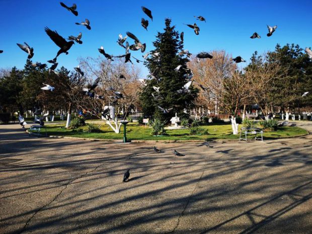 1,5 milioane de lei de la Primăria Sectorului 6 pentru întreținerea Parcului Crângași timp de 8 luni, în mandatul lui Mutu