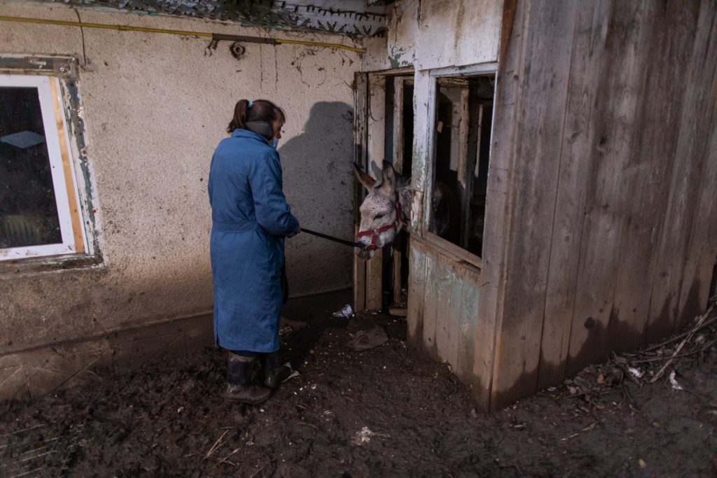 REPORTAJ. În loc de reni, Moș Crăciun a venit anul acesta cu o caravană salvatoare pentru iepe, măgărițe, câini și pisici