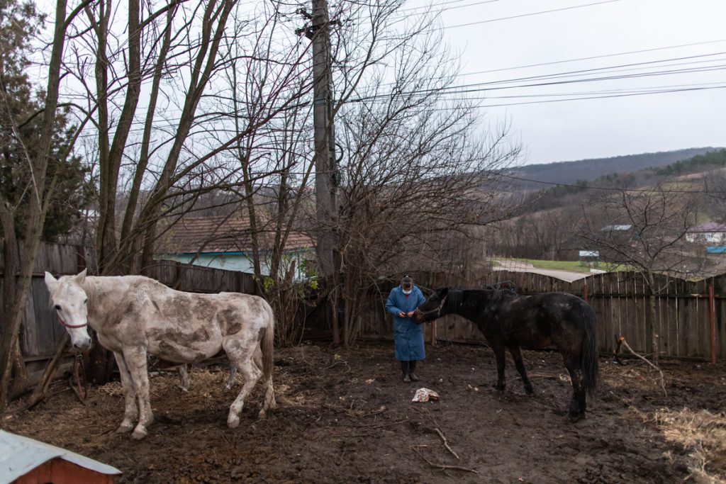 REPORTAJ. În loc de reni, Moș Crăciun a venit anul acesta cu o caravană salvatoare pentru iepe, măgărițe, câini și pisici