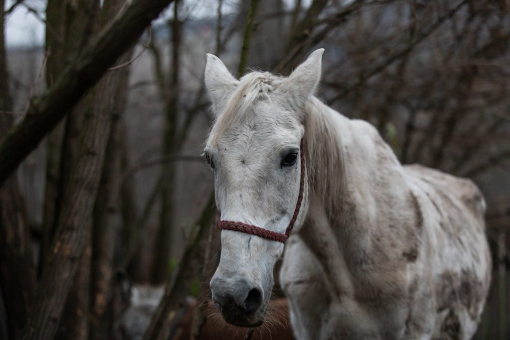 REPORTAJ. În loc de reni, Moș Crăciun a venit anul acesta cu o caravană salvatoare pentru iepe, măgărițe, câini și pisici