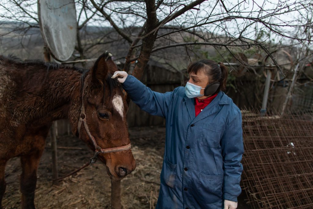 REPORTAJ. În loc de reni, Moș Crăciun a venit anul acesta cu o caravană salvatoare pentru iepe, măgărițe, câini și pisici