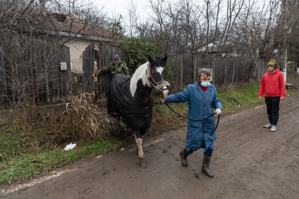 REPORTAJ. În loc de reni, Moș Crăciun a venit anul acesta cu o caravană salvatoare pentru iepe, măgărițe, câini și pisici
