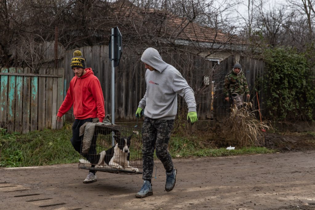 REPORTAJ. În loc de reni, Moș Crăciun a venit anul acesta cu o caravană salvatoare pentru iepe, măgărițe, câini și pisici