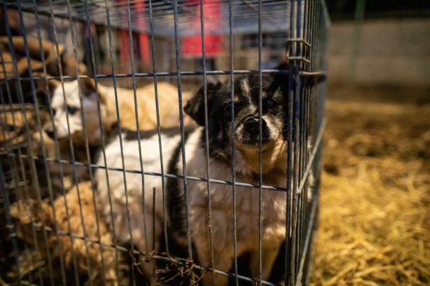 Asociaţie pentru protecţia animalelor: viaţa a 750 de câini pusă în pericol de disputa Clotilde Armand-Romprest