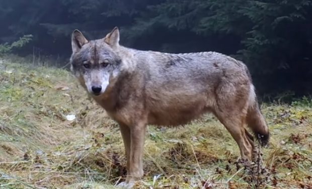 VIDEO | Imagini spectaculoase cu lupi care își marchează teritoriul în Piatra Craiului