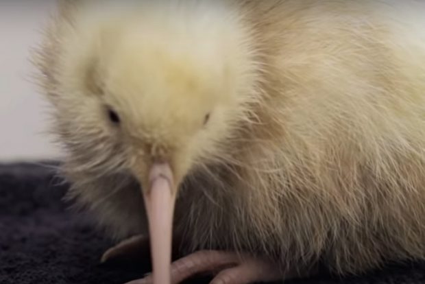 Manukura, pasărea kiwi care a inspirat o carte și jucării, a murit