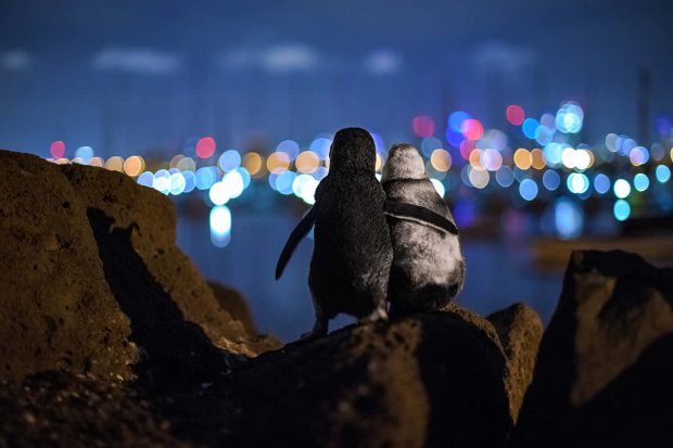 Doi pinguini văduvi care par să-și aline unul altuia durerea, fotografia anului la Ocean Photograph Awards
