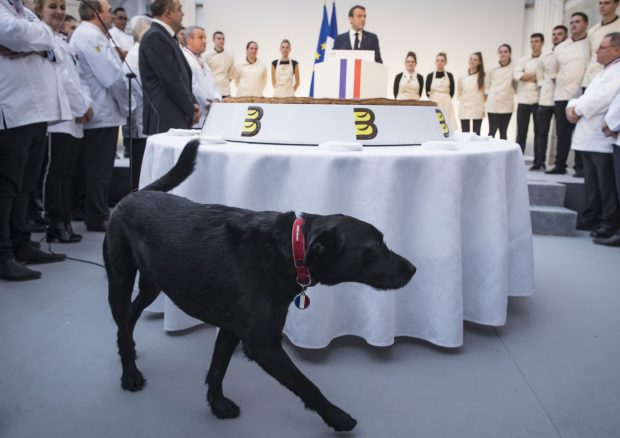 VIDEO | Nemo, câinele familiei Macron, viral pe internet. „Mesajul” patrupedului: „Povestea mea începe cu un abandon”