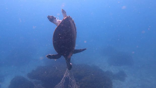 Imagini sfâșietoare cu o țestoasă dintr-o specie pe cale de dispariție, ucisă de o plasă de pescuit aruncată în mare