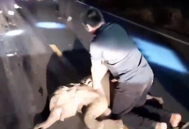 Un pui de elefant a fost readus la viaţă, după ce a fost resuscitat 10 minute