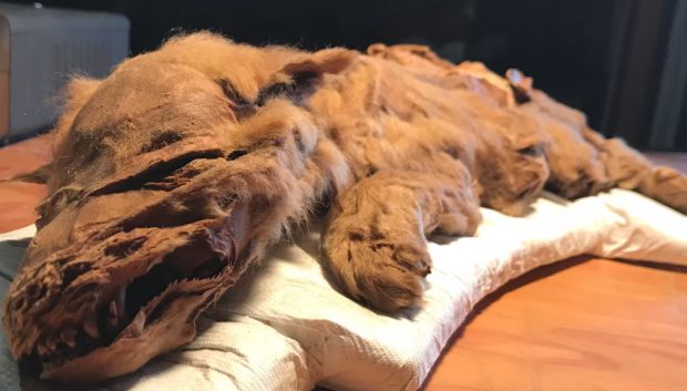 Un pui de lup antic, de 57.000 de ani, descoperit „perfect conservat” în Canada