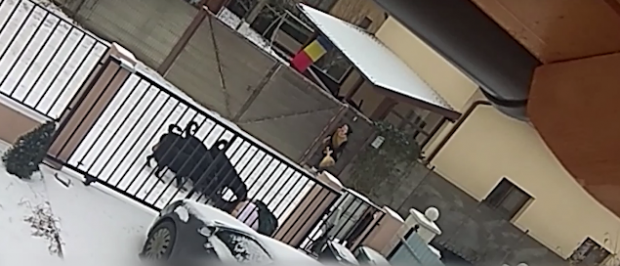 Femeie atacată de patru câini Rottweiler, în Suceava, internată în stare gravă la spital