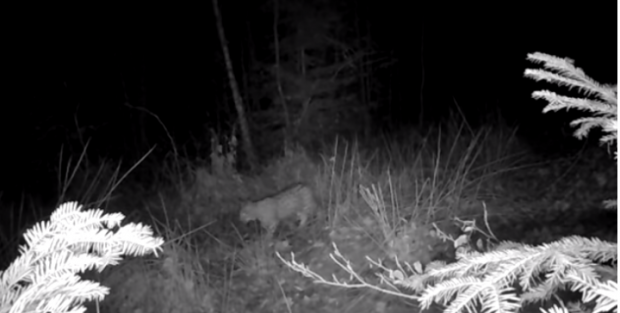 Încă mai avem râși în pădurile din România. Imagini rare, surprinse de un fotograf wildlife în Neamț. Ce spune Cristian Preutu