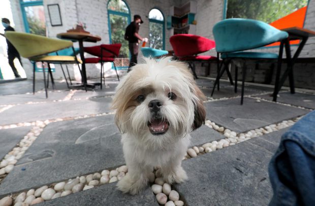 Pandemia de COVID-19 a crescut speculativ cererea și prețul animalelor de companie